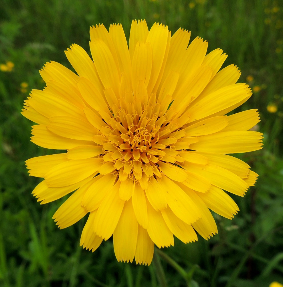Tragopogon pratensis - piennarpukinparran kukintomykerö on tavallisesti noin 30-50 mm leveä. Täysikasvuista ja täysin avointa mykeröä päältä päin katsottaessa sen kehtosuomut eivät tavallisesti näy ollenkaan. Mykerössä on lopulta noin 70-120 kaksineuvoista, keltaista tai vaaleankeltaista kielikukkaa, joiden kieli on kapean vastapuikea, kärjestään tylppä ja viisihampainen sekä täysikasvuisena yleensä noin 15-20 mm pitkä ja noin 3-5 mm leveä. Kukkien mykeröpohjukseen kiinnittynyt ja piiloon jäävä tyviosa on noin 5-7 mm pitkä. Kuvan kukassa kielikukkia on 112. A, Jomala, Kungsö, Kungsövägenin laita peltoalueen kohdalla, Jakosin tilan itäpuolella, 12.6.2014. Copyright Hannu Kämäräinen.