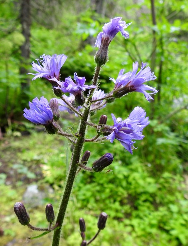 Lactuca alpina - pohjansinivalvatin varsinaiset kukinnot muodostuvat kukkamaisista mykeröistä, jotka ovat peränsä kärjessä yksittäin. Mykeröperä on useimmiten noin 10-30 mm pitkä. Sen tyvellä on rihmamaisen tasasoukka tukilehti, joka on noin 10-20 mm pitkä ja noin 0,3-1 mm leveä. Varren yläosa, mykeröperät ja tukilehdet ovat pitkävartisen nystykarvaiset. 20.7.2023. Copyright Hannu Kämäräinen.