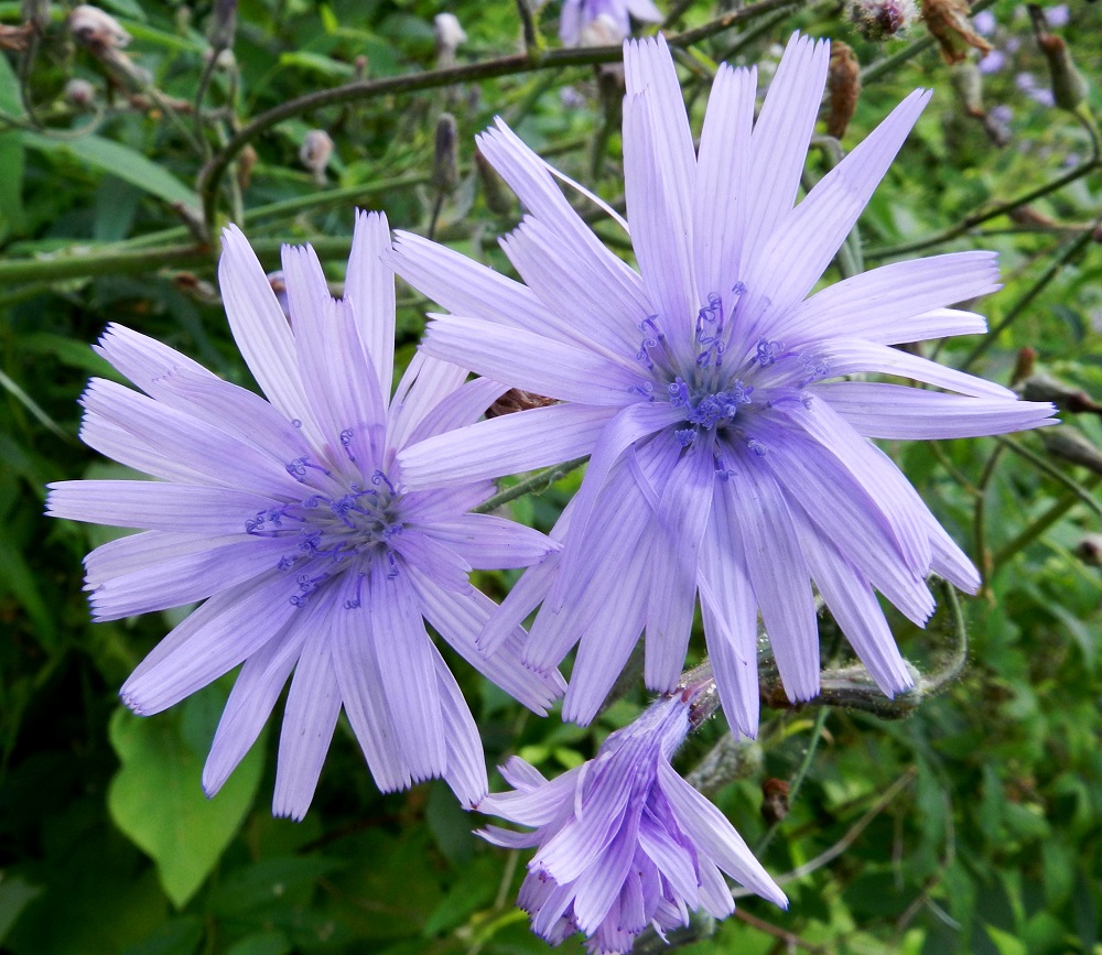 Lactuca macrophylla ssp. uralensis - uralinisosinivalvatin kukintomykerö on täydessä kukassaan tavallisesti noin 30-40 mm leveä. Mykerössä on noin 20-25 kaksineuvoista ja vaaleansinertävää tai sinipunertavaa kielikukkaa, joiden kieli on lähes tasasoukka tai suikeahko, kärjestään tylppä ja viisihampainen. EH, Hämeenlinna, Keinusaari, Varikonniemi, rata-alueen laitaniitty metsikön reunassa, 31.7.2012. Copyright Hannu Kämäräinen.