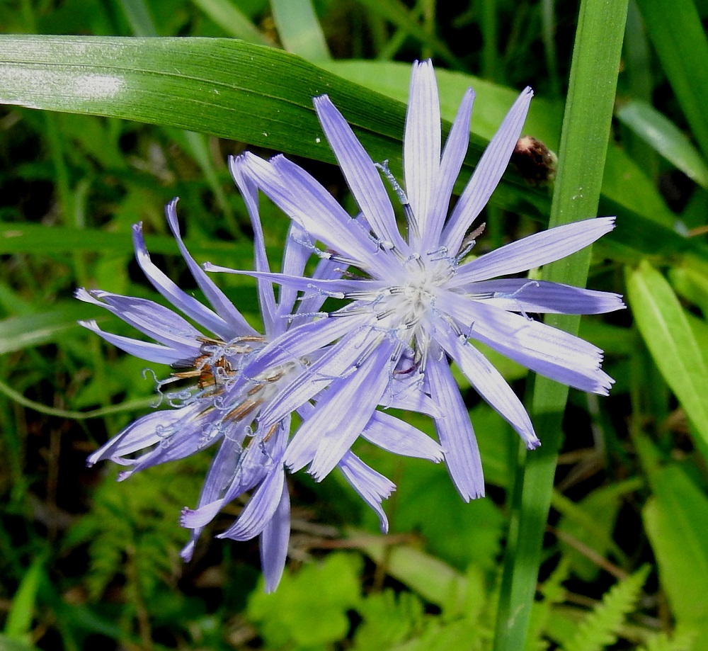 Lactuca sibirica - siperiansinivalvatin kukintomykerö on täydessä kukassaan tavallisesti noin 25 mm leveä ja avoinna vain päivän valoisana aikana. Mykerössä on noin 15-25 kaksineuvoista ja sinistä tai vaaleansinistä kielikukkaa. ES, Imatra, Niskalampi, Liippilahdentien ja Melulantien kulmauksessa oleva Liippilahti, eteläpää, rantaruohikko lähellä vesirajaa, 1.8.2017. Copyright Hannu Kämäräinen.