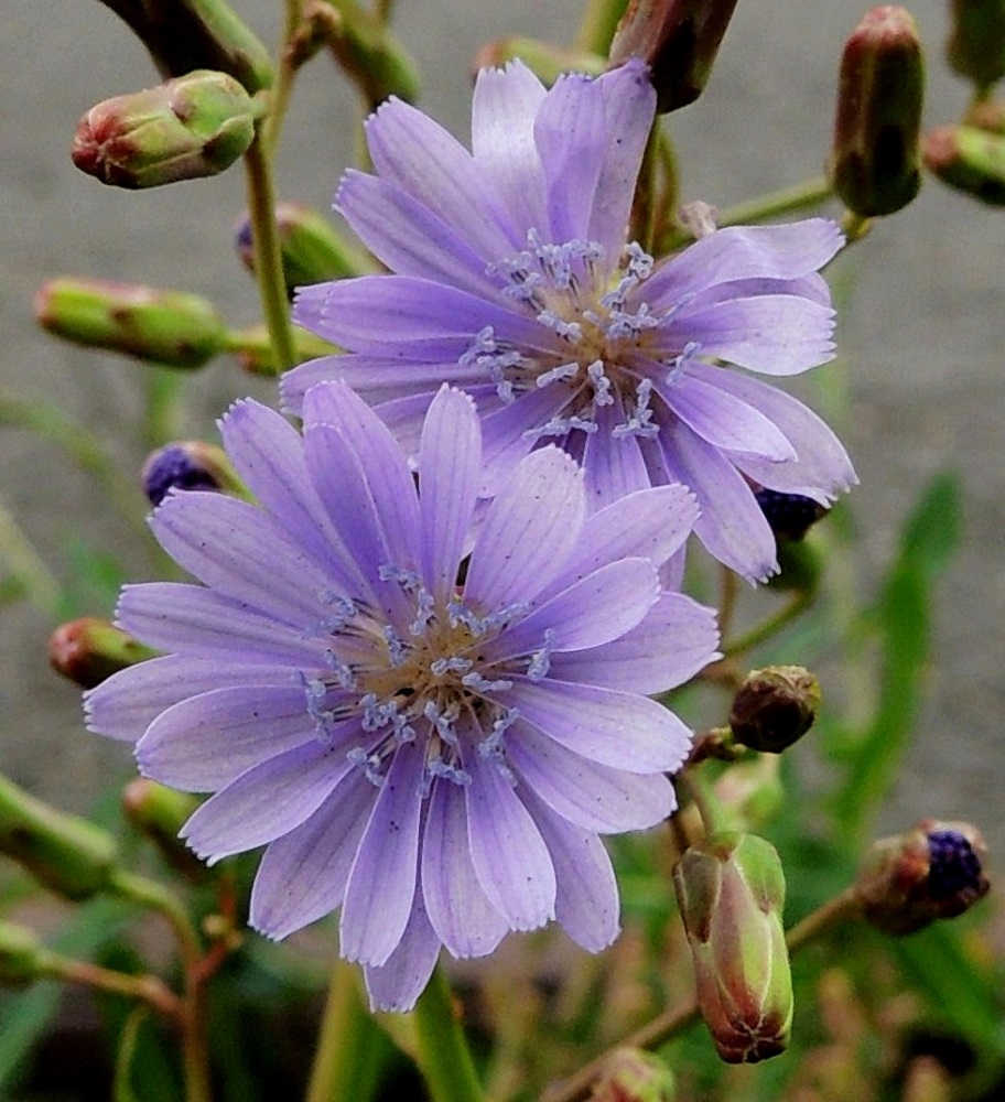 Lactuca tatarica - tataarisinivalvatin kukintomykerö on täydessä kukassaan tavallisesti noin 25 mm leveä. Mykerössä on noin 15-25 kaksineuvoista, vaalean sinertävää tai sinipunertavaa kielikukkaa. V, Naantali, satama, Satamatien pohjoispuolella kulkeva viljavaraston käytöstä pois jäänyt raide viljavarastorakennusten kohdalla, satamaan vievän siltakuljettimen alla, 12.7.2014. Copyright Hannu Kämäräinen.