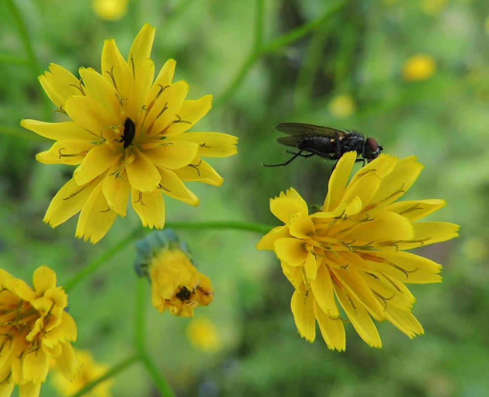 Lapsana communis - linnunkaalin täysin kehittyneessä kukintomykeröissä on kahdessa kerroksessa yleensä noin 17-22 kaksineuvoista kielikukkaa (kuvan vasemmassa mykerössä kielikukkia on 21 ja oikeassa 22). Mykeröissä pyörivät ainakin pistiäiset, erilaiset kärpäset ja kovakuoriaiset hoitaen samalla kukkien pölytystä. Mykeröt ovat avoinna vain päivän valoisimpana aikana. EH, Hämeenlinna, Vuorentaka, laaja peltoaukea, kesantopellon laita Hämeen Härkätien (tie 2855) varressa, 31.8.2013. Copyright Hannu Kämäräinen.