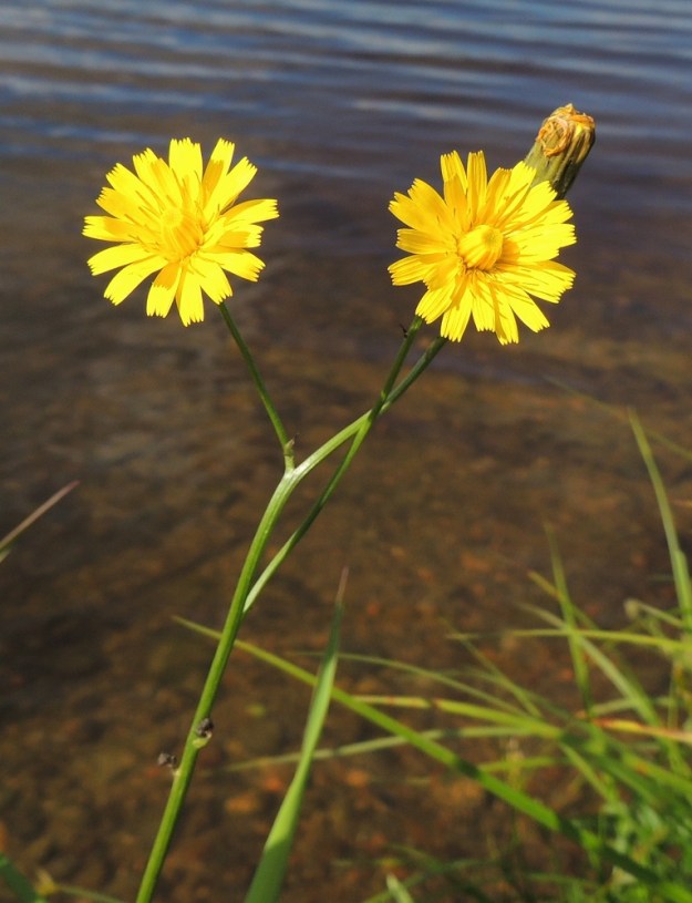 Scorzoneroides autumnalis - syysmaitiaisen mykerössä on kaksineuvoisia, keltaisia kielikukkia. Kukinta etenee mykerön laidoilta keskustaa kohti. Aluksi avoinna ovat vain uloimmat, noin 15-20 kielikukkaa. EH, Hattula, Tenhiälä, Eerolantien päässä oleva Vanajaveden Poransaarenlahden uimaranta, 15.8.2015. Copyright Hannu Kämäräinen.