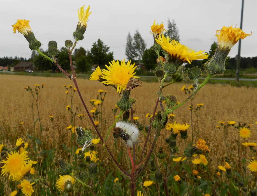 Sonchus arvensis - peltovalvatin mykeröstöt ovat kukinnan edetessä varren ja haarojen latvassa kerrannaisen huiskilomaisesti. Kukinto-osa on hyvin pienilehtinen tai lähes lehdetön. EH, Hämeenlinna, Luolaja, Aleksis Kiven kadun varren kaurapellon laide Luolajantien risteyksen kaakkoispuolella, 1.9.2012. Copyright Hannu Kämäräinen.