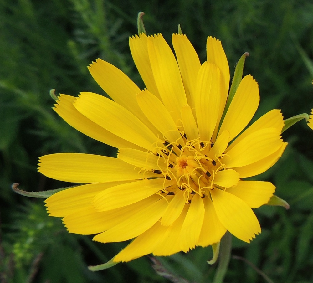 Tragopogon pratensis - piennarpukinparran kukintomykerössä on aluksi vain muutama kerros avoimia kielikukkia. Kuvan kukassa niitä on noin 30. Valtaosa kukista on vielä kehittymättöminä kerroksina keskellä. Kukissa on viisi hedettä. Niiden ruskeansinipunaiset ja kapean tasasoukat ponnet ovat lieriömäisen yhdiskasvuisesti emin vartalon ympärillä. Emi on yksivartaloinen ja luotiltaan kaksiliuskainen. Keltainen vartalo luotteineen ja ponsilieriöineen nousee näkyville teriön kielen yläpuolelle. A, Jomala, Kungsö, Kungsövägenin laita peltoalueen kohdalla, Jakosin tilan itäpuolella, 12.6.2014. Copyright Hannu Kämäräinen.