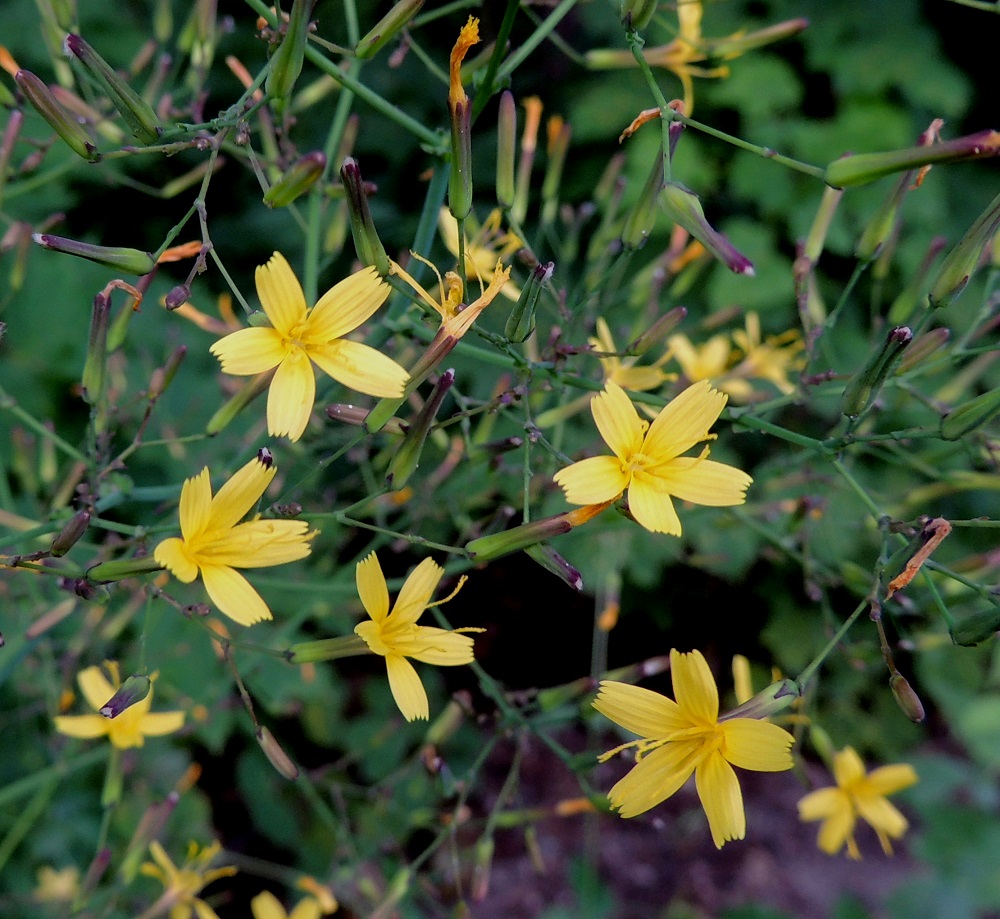 Lactuca muralis - jänönsalaatin kukintomykerö on täydessä kukassaan tavallisesti noin 10-12 mm leveä ja avoinna vain päivän valoisana aikana. Mykerössä on useimmiten vain viisi kaksineuvoista, keltaista kielikukkaa. U, Kerava, Heikkilä, Heikkilänmäki, kotiseutumuseolle johtavan Museopolun metsikköinen laide, 25.7.2015. Copyright Hannu Kämäräinen.