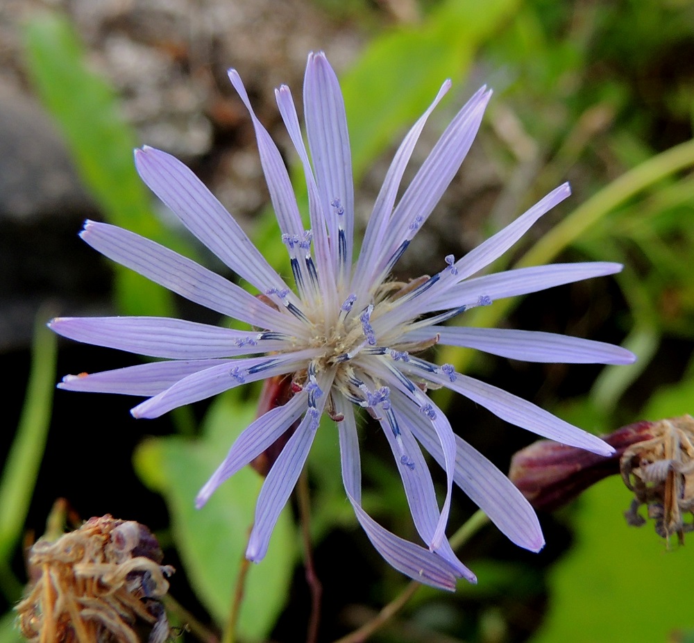 Lactuca sibirica - siperiansinivalvatin kukkien kieliosa on lähes tasasoukka, yleensä noin 12-15 mm pitkä ja noin 1,5-2,5 mm leveä. Niiden mykeröpohjukseen kiinnittynyt ja piiloon jäävä tyviosa on noin 5-6 mm pitkä. Kukkien verhiö on noin 8-10 mm pitkä ja muuntunut valkoisiksi hapsihaiveniksi, jotka kuvassa pilkistelevät esiin kukkien tyveltä. ES, Lappeenranta, Saimaa, Hyötiönsaari, Vehkataipaleentien rantapenger lähellä kohtaa, jossa tie jatkuu Tuosan saarelle, 27.7.2016. Copyright Hannu Kämäräinen.