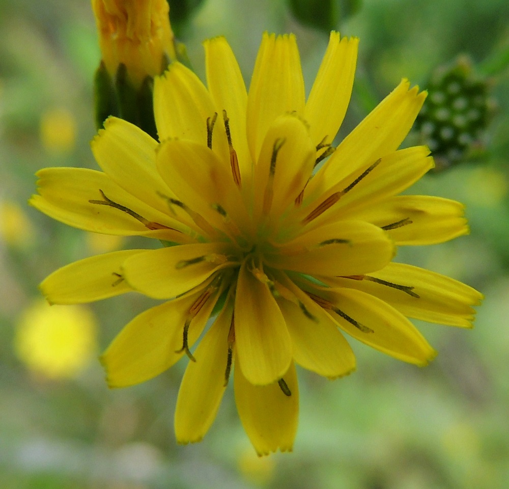 Lapsana communis - linnunkaalin mykerökukkien kieli on lähes tasasoukka tai kapean vastapuikea, kärjestään tylppä ja viisihampainen sekä täysikasvuisena yleensä noin 6-8 mm pitkä ja noin 1-2 mm leveä. Kukkien mykeröpohjukseen kiinnittynyt ja ulospäin näkymätön tyviosa on noin 1,5-2 mm pitkä. Kukissa on viisi hedettä. Niiden tummankeltaiset ja kapean tasasoukat ponnet ovat lieriömäisen yhdiskasvuisesti emin vartalon ympärillä. Emi on yksivartaloinen ja luotiltaan kaksiliuskainen. Tumma vartalo luotteineen ja ponsilieriöineen nousee näkyville teriön kielen yläpuolelle. EH, Hämeenlinna, Vuorentaka, laaja peltoaukea, kesantopellon laita Hämeen Härkätien (tie 2855) varressa, 31.8.2013. Copyright Hannu Kämäräinen.