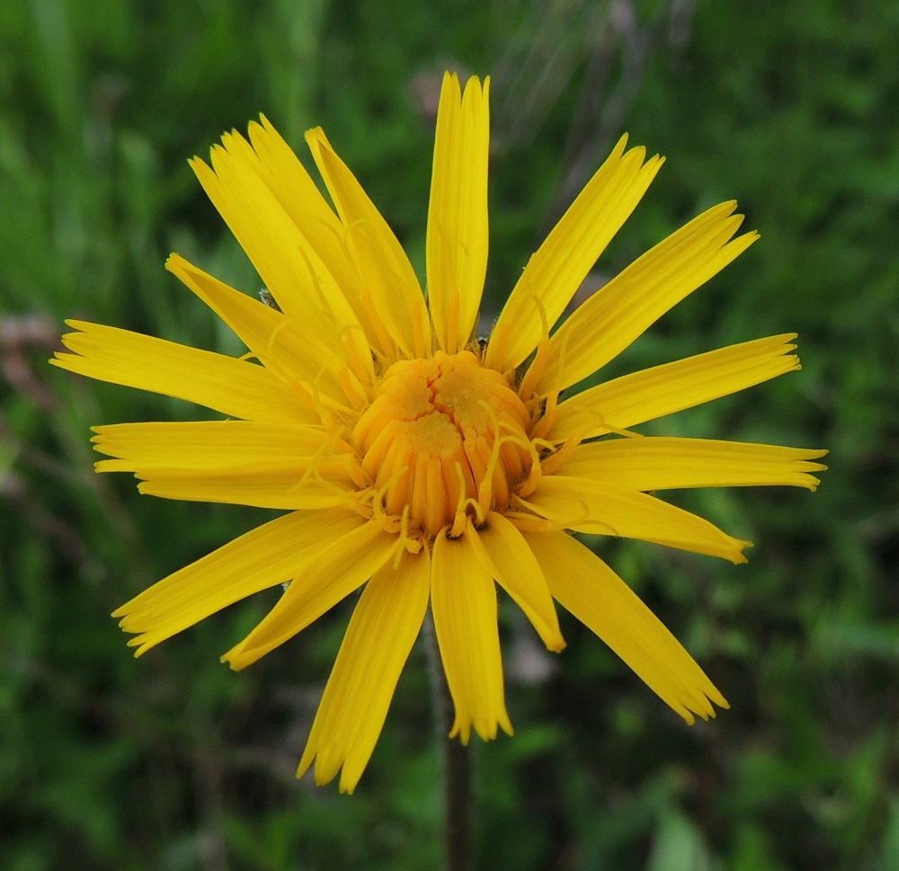 Leontodon hispidus - kesämaitiaisen kukintaansa aloittelevan mykerön ensimmäisten kielikukkien heteet ja emit nousevat hyvin esille. Heteitä on viisi, ja niiden keltaiset ja kapean tasasoukat ponnet ovat lieriömäisen yhdiskasvuisesti emin vartalon ympärillä. Emi on keltainen, yksivartaloinen ja luotiltaan kaksiliuskainen. A, Finström, Godby, Getavägenin (tie 4) varsi noin 200 m kylän pääristeyksestä Getaan päin, tienvarren pieni niittyalue, 10.6.2014. Copyright Hannu Kämäräinen.
