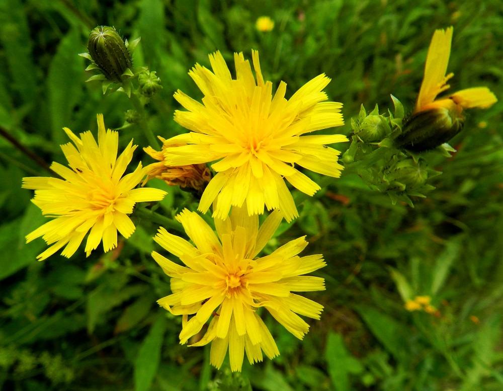 Picris hieracioides - keltanokitkerön kukintomykerö on tavallisesti noin 25-30 mm leveä. Mykerössä on lopulta noin 50-60 kaksineuvoista, keltaista kielikukkaa. Kuvan mykeröissä osa kukista on keskellä vielä avautumatta. 21.7.2011. Copyright Hannu Kämäräinen.