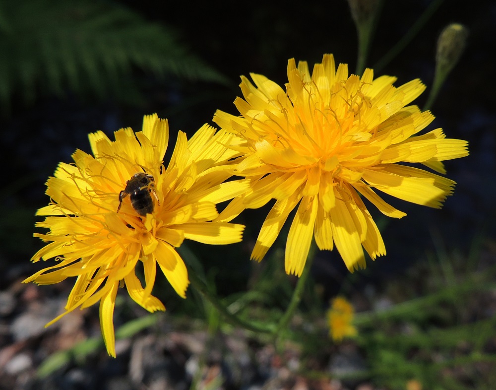 Scorzoneroides autumnalis - syysmaitiaisen kukintomykerö on tavallisesti noin 25-30 mm leveä. Mykerössä on lopulta noin 60-80 kielikukkaa, joiden kieli on lähes tasasoukka, kärjestään tylppä ja viisihampainen sekä täysikasvuisena yleensä noin 10-14 mm pitkä ja noin 2-3 mm leveä. Kukassa on viisi hedettä. Niiden keltaiset ja kapean tasasoukat ponnet ovat lieriömäisen yhdiskasvuisesti emin vartalon ympärillä. Emi on yksivartaloinen ja luotiltaan kaksiliuskainen. U, Hanko, Lappohja, Anckars, Kofverhagin Kartanontien varressa olevan vedenpumppaamon viereinen puronvarsi, luonnonsuojelualue, 3.8.2013. Copyright Hannu Kämäräinen.