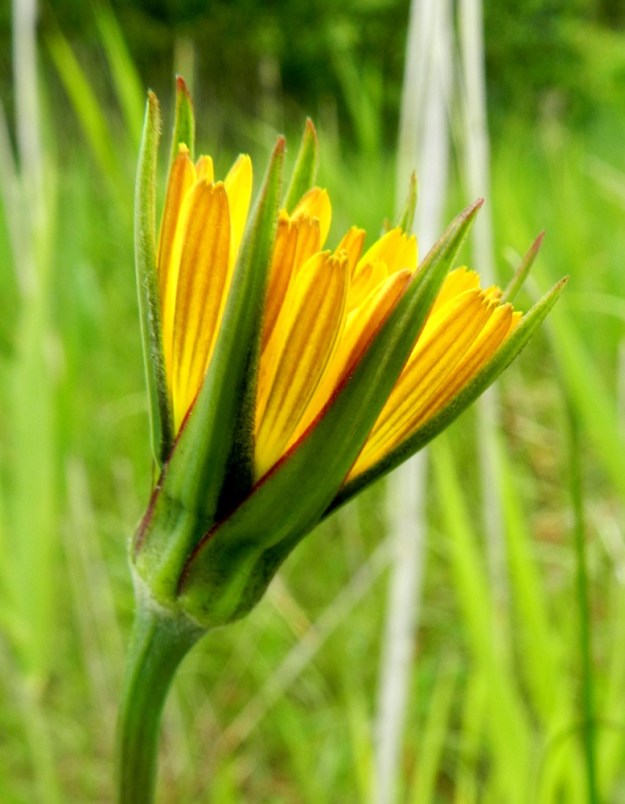 Tragopogon pratensis - piennarpukinparran mykerön uloimman kerroksen muodostavat pienet, kapeat ylälehdet eli kehtosuomut, jotka ympäröivät lähes tasapituisena, osittain limittäisen tiiviinä suojuksena varsinaista kukintoa. Niitä on usein kahdeksan, ja uudessa, avautuvassa mykerössä ne yltävät kielikukkia ulommaksi. U, Hanko, Täktom, Långören, niemeen johtava kapea hiekkakannas, jossa veneranta ja pieniä vajoja, kannaksen länsilaidan niitty Anklarensbukten-merenlahden rannalla, 19.6.2012. Copyright Hannu Kämäräinen.