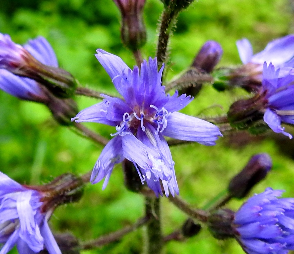 Lactuca alpina - pohjansinivalvatin kukassa on viisi hedettä. Niiden siniset ja kapean tasasoukat ponnet ovat lieriömäisen yhdiskasvuisesti emin vartalon ympärillä. Emi on yksivartaloinen, luotiltaan kaksiliuskainen ja vaaleansininen. 20.7.2023. Copyright Hannu Kämäräinen.