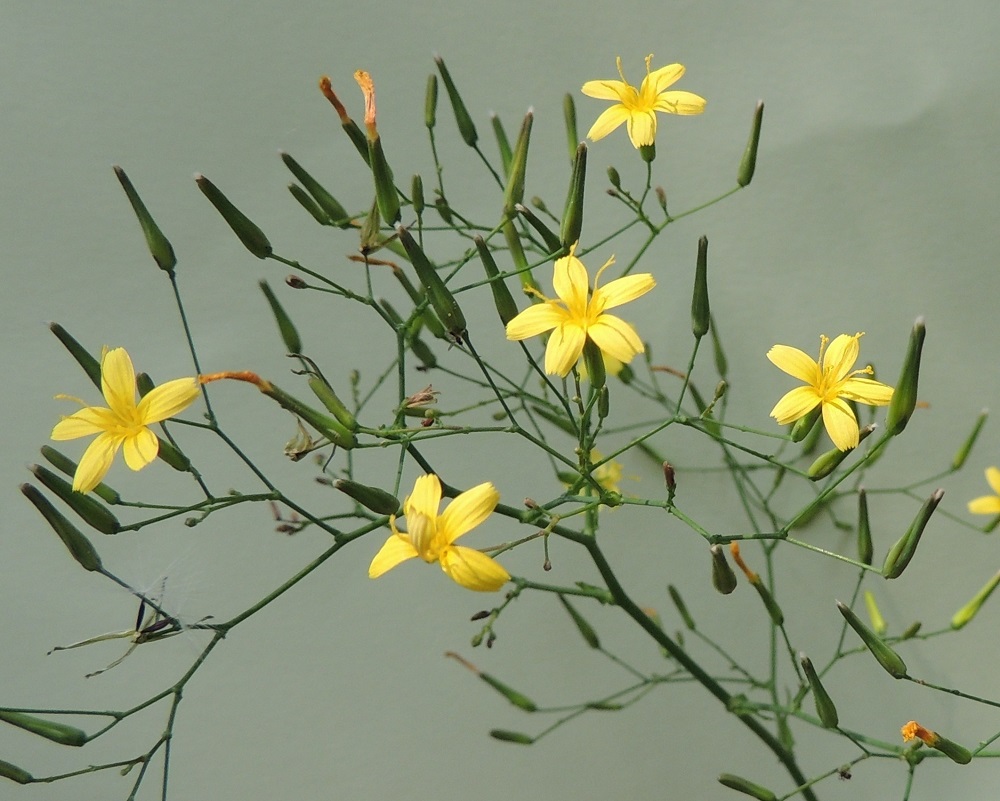 Lactuca muralis - jänönsalaatin kielikukan teriön kärkiosa eli kieli on soikeahko, päästään tylppä ja viisihampainen sekä yleensä noin 6-7 mm pitkä ja noin 2 mm leveä. Mykeröpohjukseen kiinnittynyt ja piiloon jäävä teriön tyviosa on noin 5-6 mm pitkä. U, Helsinki, Torpparinmäki, asuinalueen keskellä oleva kallioinen metsäalue, lounaislaita, 8.7.2013. Copyright Hannu Kämäräinen.