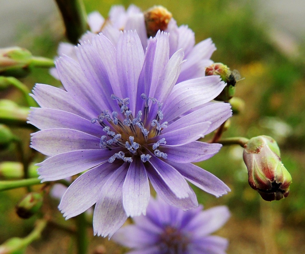 Lactuca tatarica - tataarisinivalvatin kielikukassa on viisi hedettä. Niiden siniset ja kapean tasasoukat ponnet ovat lieriömäisen yhdiskasvuisesti emin vartalon ympärillä. Emiö on yksivartaloinen ja luotiltaan kaksiliuskainen. Vartalo sinertävine luotteineen ja ponsilieriöineen nousee näkyville teriön kielen yläpuolelle. V, Naantali, satama, Satamatien pohjoispuolella kulkeva viljavaraston käytöstä pois jäänyt raide viljavarastorakennusten kohdalla, satamaan vievän siltakuljettimen alla, 12.7.2014. Copyright Hannu Kämäräinen.