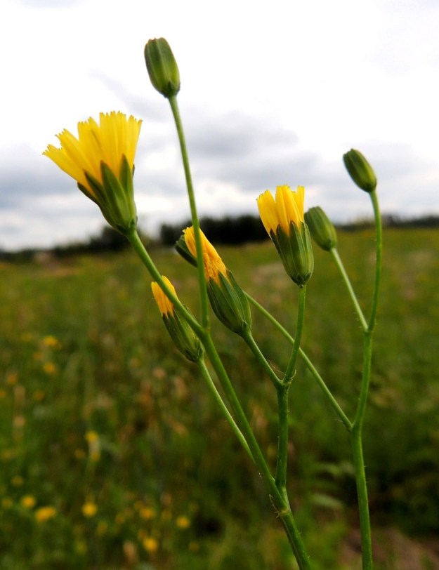 Lapsana communis - linnunkaalin mykeröperä on useimmiten noin 5-30 mm pitkä. Monikukkaisen mykerön uloimman kerroksen muodostavat pienet, kapeat ylälehdet eli kehtosuomut, jotka ympäröivät kahtena erilaisena vyöhykkeenä varsinaista kukintoa. Mykeröperä ja kehtosuomut ovat usein lähes tai aivan kaljut. EH, Hämeenlinna, Vuorentaka, laaja peltoaukea, kesantopellon laita Hämeen Härkätien (tie 2855) varressa, 31.8.2013. Copyright Hannu Kämäräinen.
