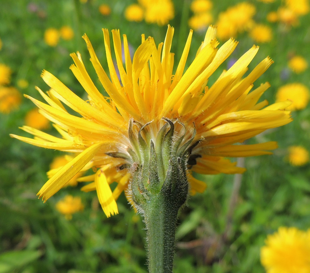Leontodon hispidus - kesämaitiaisen mykerön uloimman kerroksen muodostavat pienet, kapeat ylälehdet eli kehtosuomut, jotka ympäröivät yleensä kolmena sisäkkäisenä ja lomittaisena rivinä varsinaista kukintoa. Kahden uloimman rivin kehtosuomut ovat lähinnä kapean kolmiomaiset, noin 4-7 mm pitkät ja leveimmältä kohtaa noin 1-1,5 mm leveät. Sisimmät kehtosuomut ovat lähes tasasoukat, suippokärkiset, noin 10-14 mm pitkät ja noin 1,5-2 mm leveät. Kaikki kehtosuomut ovat vihreät tai tummanvihreät sekä usein hapsi-, hanka- ja tähtikarvaiset. Lisäksi suomujen kärkiosaa kiertää lyhyt, tiheä karvareunus. 10.7.2015. Copyright Hannu Kämäräinen.