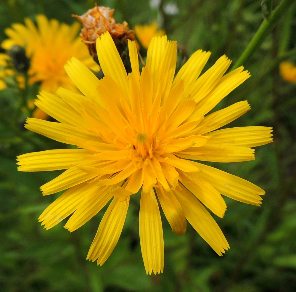 Picris hieracioides - keltanokitkerön kukkien kieli on kapenevaa tyveä lukuun ottamatta lähes tasasoukka, kärjestään tylppä ja viisihampainen sekä täysikasvuisena yleensä noin 10-15 mm pitkä ja noin 1,5-2,5 mm leveä. Kukkien mykeröpohjukseen kiinnittynyt ja piiloon jäävä tyviosa on noin 3-5 mm pitkä. Kukissa on viisi hedettä. Niiden keltaiset ja kapean tasasoukat ponnet ovat lieriömäisen yhdiskasvuisesti emin vartalon ympärillä. Emi on yksivartaloinen ja keltaiselta luotiltaan kaksiliuskainen. ES, Lappeenranta, Mäntylä, Mäntylänmäen eteläpuolella oleva entinen Mäntylän sairaala-alue, 28.7.2015. Copyright Hannu Kämäräinen.