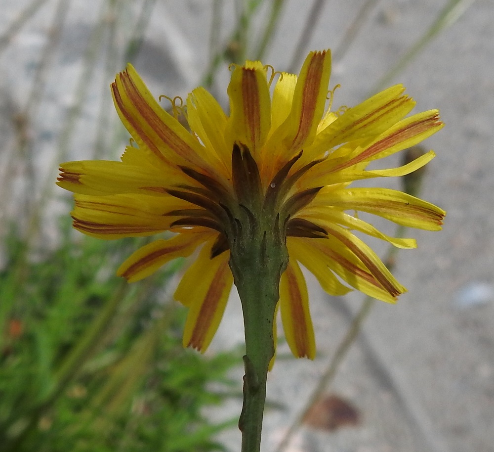 Scorzoneroides autumnalis - syysmaitiaisen laitimmaisten kukkien kieli on toisinaan alapinnaltaan pitkittäisesti punertavaraitainen. Mykerön uloimman kerroksen muodostavat pienet, kapeat ylälehdet eli kehtosuomut, jotka ympäröivät yleensä kolmena tai neljänä sisäkkäisenä ja osin lomittaisena rivinä varsinaista kukintoa. Ulompien rivien kehtosuomut ovat lähinnä kapean kolmiomaiset, noin 2-7 mm pitkät ja leveimmältä kohtaa noin 0,5-1 mm leveät. Sisimmät kehtosuomut ovat lähes tasasoukat, suippokärkiset, noin 10-13 mm pitkät ja noin 1-1,5 mm leveät. Kuvan lähes kaljukehtoinen mykerö kuuluu nimimuunnokselle silosyysmaitiainen, var. autumnalis. EH, Hämeenlinna, Vuorentaka, Lakee, Hirsimäenkadun ja Lakeenpellontien risteys, 2.7.2024. Copyright Hannu Kämäräinen.