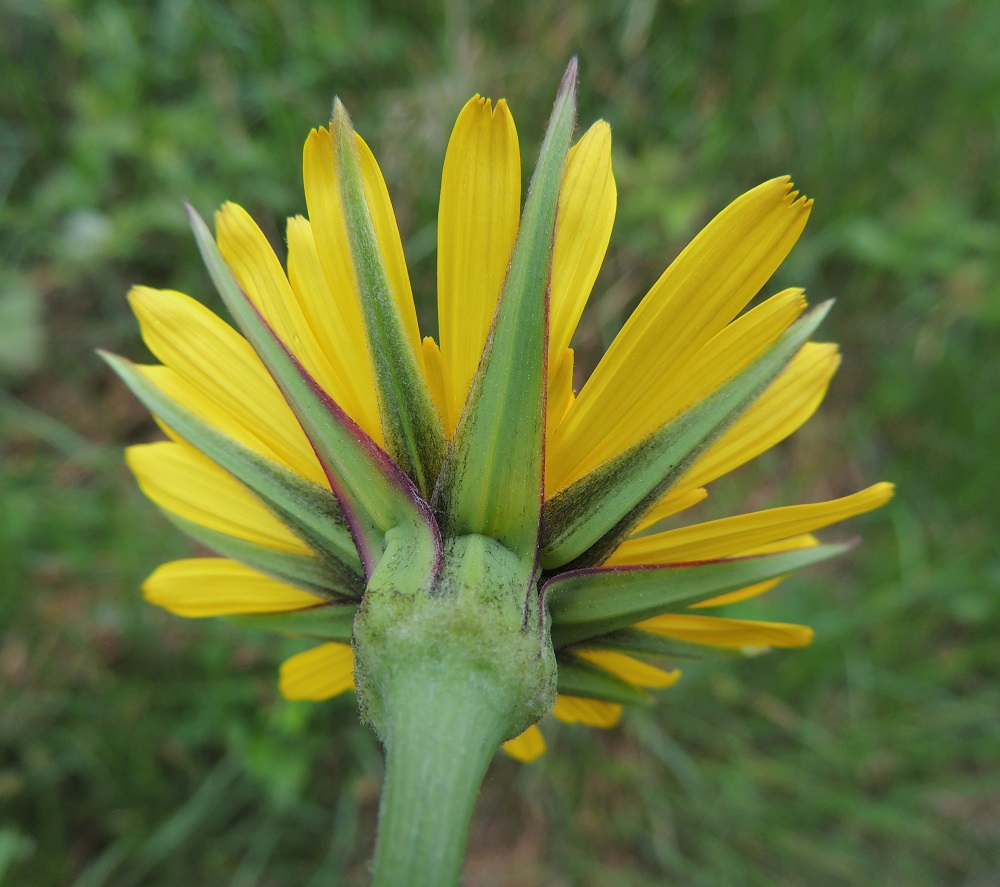 Tragopogon pratensis - piennarpukinparran kehtosuomujen määrä usein kuitenkin vaihtelee välillä 8-12. Kuvan mykerössä niitä on 12. Tällöin ne ahtautuvat osittain sisäkkäin. Kehtosuomut ovat suikean ja hyvin kapean kolmiomaiset, kaljut tai niukan pehmeäkarvaiset ja sinivihreät sekä usein enemmän tai vähemmän punertavalaitaiset. Pituutta niillä on tavallisesti noin 25-40 mm ja leveyttä tyveltä noin 4-8 mm. A, Lemland, Norrby, Lemlandsvägenin (tie 3) laide Dalsbackan kohdalla, 1.6.2013. Copyright Hannu Kämäräinen.