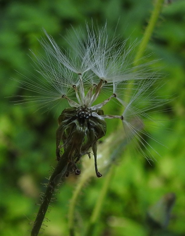 Lactuca macrophylla ssp. uralensis - uralinisosinivalvatin pähkylä on lähinnä litistyneen lieriömäinen tai sukkulamainen, vailla kapeampaa nokkaa tai kaulaa ja kypsänä luunvalkoinen tai vaaleanruskehtava. Se on tavallisesti noin 5-6 mm pitkä ja leveämmältä sivultaan noin 1-1,5 mm leveä. Sen kärjessä on valkoinen ja hapsihaiveninen pappus eli verhiön muutunnainen, joka auttaa pähkylöitä leviämään tuulen mukana. Pappus on noin 10-12 mm pitkä. EH, Hämeenlinna, Keinusaari, Varikonniemi, rehevä, metsittynyt, entinen saha- ja armeijan varikkoalue, eteläosa, alueen läpi kulkevan ulkoilureitin laide, 20.8.2022. Copyright Hannu Kämäräinen.