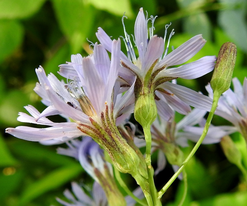 Lactuca sibirica - siperiansinivalvatin mykeröperä on ohut, useimmiten noin 5-20 mm pitkä, ja siinä on yleensä kapean kolmiomaisia, noin 1,5-2,5 mm pitkiä, esilehtimäisiä suomuja, jotka yltävät mykerön tyvelle saakka. Mykerön uloimman kerroksen muodostavat pienet, kapeat ylälehdet eli kehtosuomut, jotka ympäröivät yleensä kolmena tai neljänä sisäkkäisenä ja lomittaisena rivinä varsinaista kukintoa. Ulommat kehtosuomut ovat lähinnä kapeanpuikeat tai kapean kolmiomaiset, noin 3-6 mm pitkät ja leveimmältä kohtaa noin 1-2 mm leveät. Sisemmät kehtosuomut ovat lähes tasasoukat, suippokärkiset, noin 10-12 mm pitkät ja leveimmältä kohtaa noin 1,5-2 mm leveät. Kaikki kehtosuomut ovat enemmän tai vähemmän vihreän ja sinipunaisen kirjavat sekä kaljut. ES, Mikkeli, Kenkäveronniemi, Kenkävero, Ukonveden Savilahden rantaniitty rantakahvilan kaakkoispuolella, 23.7.2021. Copyright Hannu Kämäräinen.