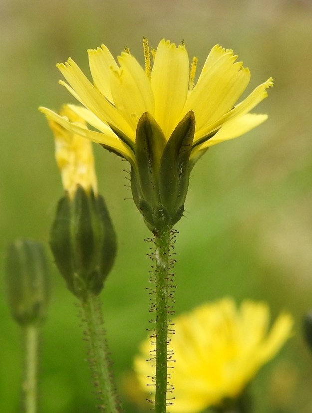 Lapsana communis - linnunkaalin ulommat kehtosuomut ovat puikeat, vihreät ja vain noin 0,5-1 mm pitkät sekä noin 0,5-0,8 mm leveät. Sisemmät kehtosuomut ovat lähinnä suikeat, vihreät, hedelmävaiheessa kovat ja köliselkäiset sekä noin 6-7 mm pitkät ja noin 1,5-2 mm leveät. Mykeröperät ja kehtosuomujen köliselät voivat olla myös nystykarvaiset. A, Saltvik, Möckelby, Norra Möckelbyvägenin viereisen kevyenliikenteenväylän varsi, 11.7.2017. Copyright Hannu Kämäräinen.