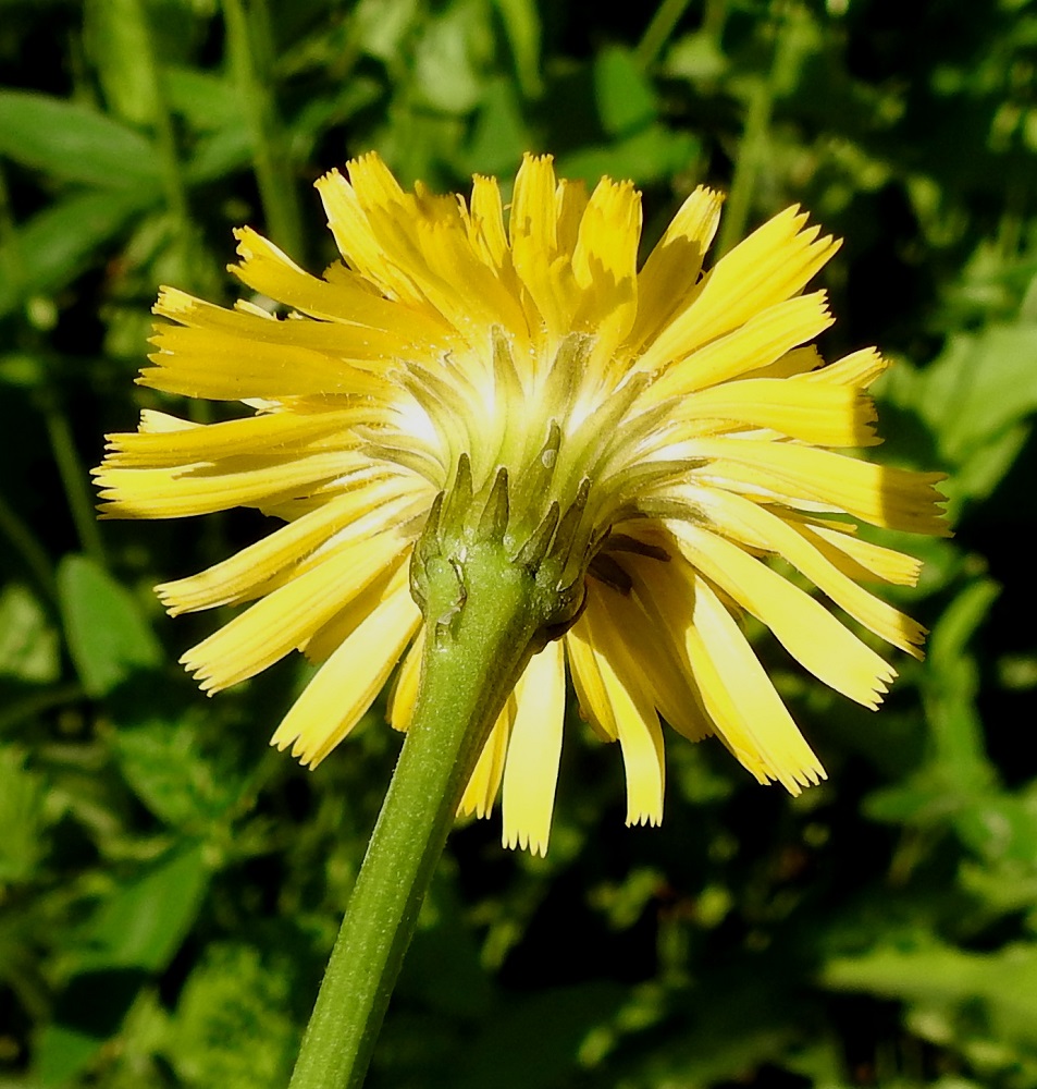 Leontodon hispidus - kesämaitiainen on karvaisuutensa suhteen muunteleva laji. Toisinaan lehdet, vanat ja kehtosuomut ovat vähäkarvaiset tai lähes kaljut. EH, Pälkäne, Kukkola, Pälkänevedentien (tie 322) ojaluiska Peltolantien risteyksen itäpuolella, 1.7.2021. Copyright Hannu Kämäräinen.