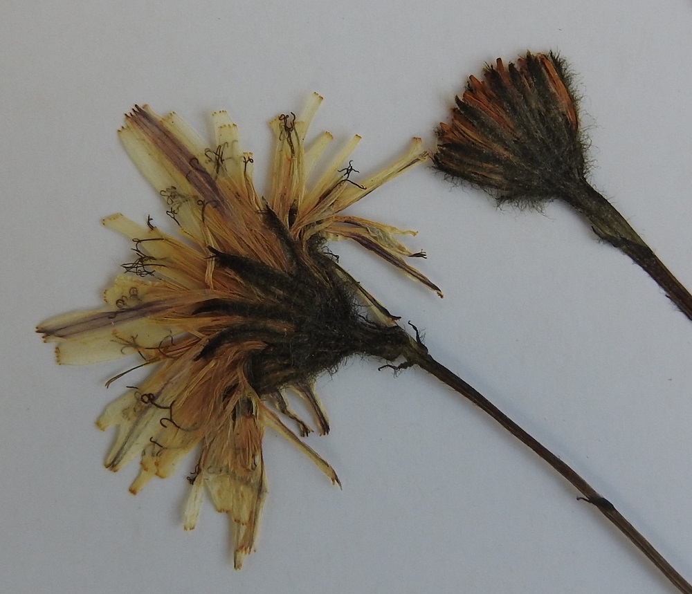 Scorzoneroides autumnalis - syysmaitiaisen muunnoksella karvasyysmaitiaisella, var. pratensis, kehto on tiheästi pitkä- ja tummakarvainen. Myös emin vartalo ja luotit ovat usein tummat. Tämä muunnos on Pohjois-Suomen yleisin rotu. PeP, Pello, ratapiha Asematien päässä, asemarakennuksen takaa menevän varastoraiteen varsi, 28.7.1992. Kuva näytteestä, copyright Hannu Kämäräinen.