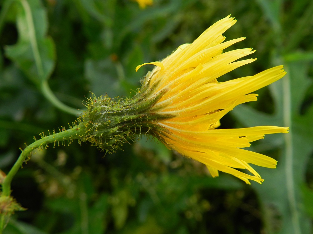 Sonchus arvensis - peltovalvatin monikukkaisen mykerön uloimman kerroksen muodostavat pienet, kapeat ylälehdet eli kehtosuomut, jotka ympäröivät kolmena tai joskus neljänä sisäkkäisenä ja lomittaisena rivinä varsinaista kukintoa. Lajin muunnoksen, rikkapeltovalvatin, kehtosuomut ja mykeröperä ovat sen nimimuodolla pitkän ja keltanuppisen nystykarvaiset. EH, Hämeenlinna, Majalahti, Louhoksentien varren maanläjitysalue, keskiosa, 9.8.2011. Copyright Hannu Kämäräinen.