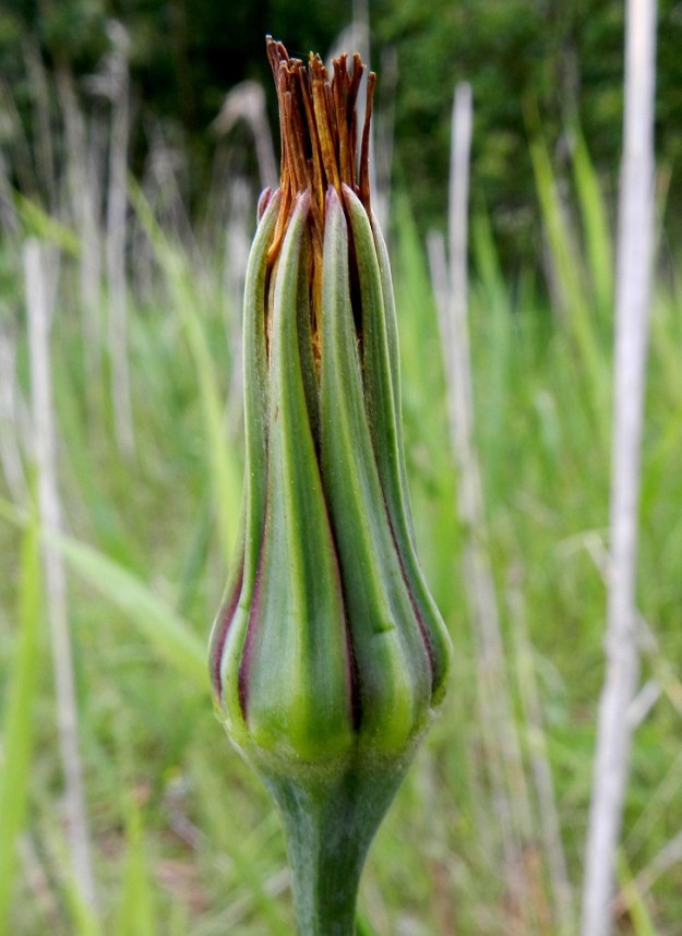 Tragopogon pratensis - piennarpukinparran kukintavaiheen jälkeen mykerö painuu pysyvästi suppuun, ja kuihtuneet kielikukat jäävät joksikin aikaa kimpuksi sen kärkeen. U, Hanko, Täktom, Långören, niemeen johtava kapea hiekkakannas, jossa veneranta ja pieniä vajoja, kannaksen länsilaidan niitty Anklarensbukten-merenlahden rannalla, 19.6.2012. Copyright Hannu Kämäräinen.