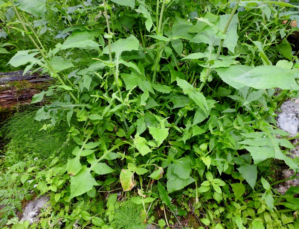 Lactuca alpina - pohjansinivalvatin kasvustot ovat usein tiheän monivartisia ja lehteviä. Alimmat lehdet ovat siipipalteisesti ruodilliset. Ylempien lehtien osalta on melkein makukysymys, pitääkö niitä ruodiltaan leveästi siipipalteisina ja sepivinä vai ruodittomina, lavaltaan sepivinä lehtinä. 20.7.2023. Copyright Hannu Kämäräinen.