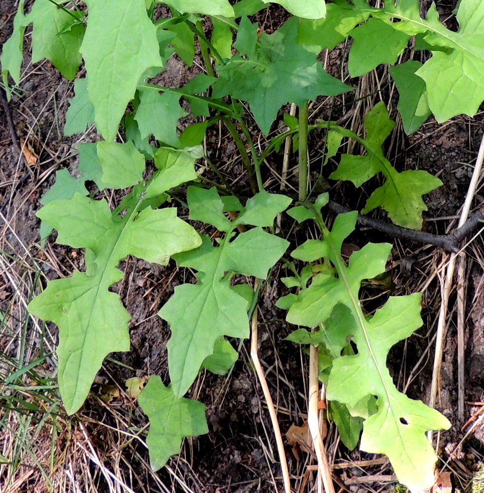 Lactuca muralis - jänönsalaatin varren tyvellä ja alaosassa olevat lehdet ovat ruodilliset. Ruoti on siipipalteinen, tyveltään sepivä ja yleensä noin 2-6 cm pitkä. Varren ylimpiä lehtiä lukuun ottamatta lehtilapa on pariliuskainen tai -halkoinen, tavallisesti noin 7-17 cm pitkä ja leveimmältä kohtaa noin 5-9 cm leveä. Liuskapareja on useimmiten yhdestä neljään, ja ne pienenevät tyveä kohti. U, Helsinki, Torpparinmäki, asuinalueen keskellä oleva kallioinen metsäalue, lounaislaita, 8.7.2013. Copyright Hannu Kämäräinen.