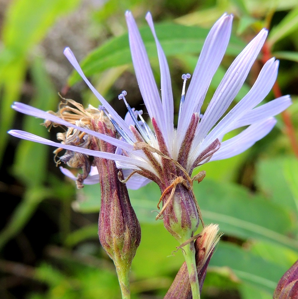 Lactuca sibirica - siperiansinivalvatin kehtosuomut ovat toisinaan vahvastikin sinipunasävyiset. Kukinnan jälkeen mykerö painuu pysyvästi suppuun, ja kehänalaisten pohjuspähkylöiden kasvaessa ja kehittyessä verhiöt nousevat näkyviin. ES, Lappeenranta, Saimaa, Hyötiönsaari, Vehkataipaleentien rantapenger lähellä kohtaa, jossa tie jatkuu Tuosan saarelle, 27.7.2016. Copyright Hannu Kämäräinen.