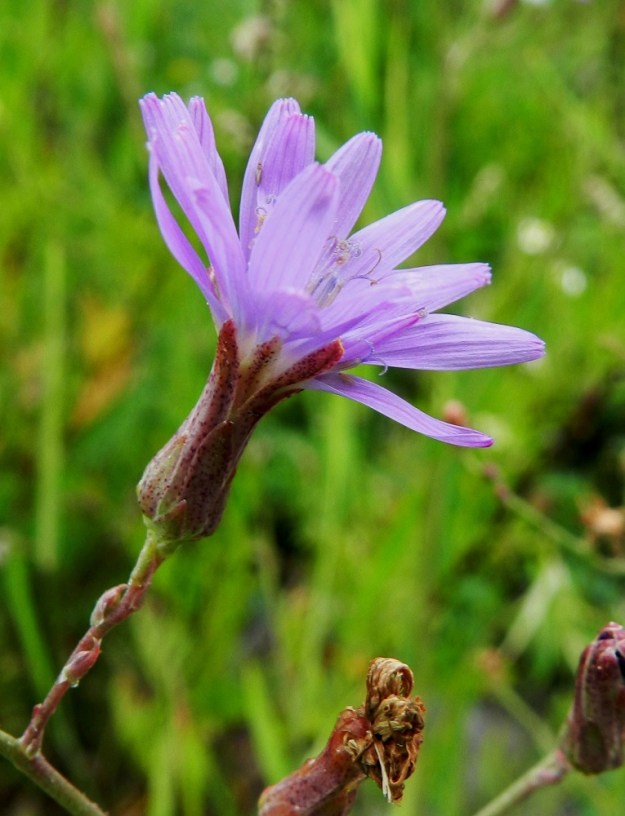 Lactuca tatarica - tataarisinivalvatin kehtosuomut voivat olla kokonaankin punertavat. Mykeröperässä on kapean kolmiomaisia tai kapeanpuikeita, noin 1,5-2 mm pitkiä ja tyveltään enintään 1 mm leveitä, esilehtimäisiä suomuja, jotka yltävät mykerön tyvelle saakka. EH, Lahti, ratapiha-alue entisen tavara-aseman länsipuolella, rata-alueen pohjoislaita, päättyvä raidepari tasoylikäytävän kohdalla, 19.7.2011. Copyright Hannu Kämäräinen.