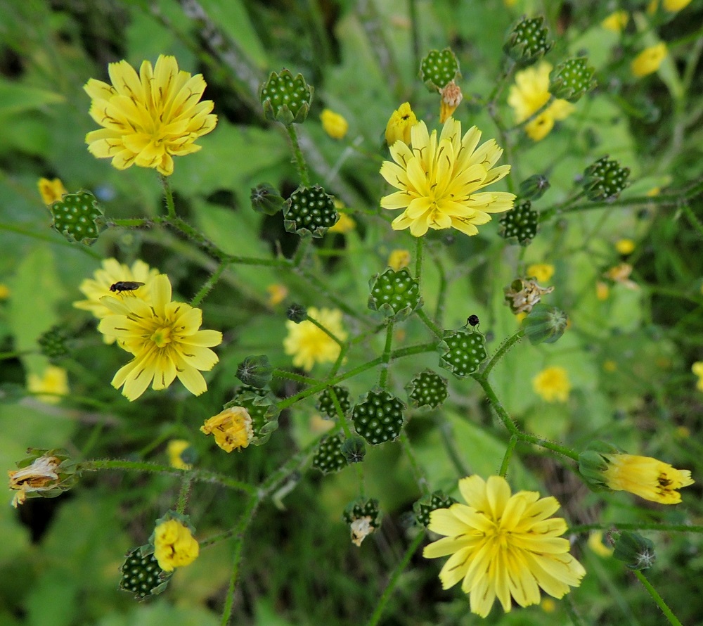 Lapsana communis - linnunkaalin mykeröstön kukinta-aika on pitkä. Kukintohaarojen huiskiloissa on jopa kymmeniä mykeröitä. Samaan aikaan, kun uusia mykeröitä edelleen avautuu, osa on jo täysin hedelmävaiheessa. Kuvan hedelmistöissä on 17-22 pähkylää, mikä merkitsee, että suunnilleen kaikki kukat hedelmöityvät. Näin täydellinen tulos on tuskin mahdollista ilman itsepölytyksen hyönteispölytystä täydentävää vaikutusta. EH, Hämeenlinna, Vuorentaka, laaja peltoaukea, kesantopellon laita Hämeen Härkätien (tie 2855) varressa, 31.8.2013. Copyright Hannu Kämäräinen.
