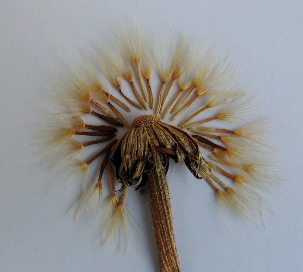 Leontodon hispidus - kesämaitiaisen pähkylä on liereä tai sukkulamainen, harjuinen, kalju ja kypsänä ruskea. Se on tavallisesti noin 5-7 mm pitkä ja noin 0,7-1 mm leveä. Sen kärjessä on kellanvalkoinen tai hyvin vaaleanruskehtava, varreton ja sulkahaiveninen pappus eli verhiön muutunnainen, joka auttaa pähkylöitä leviämään tuulen mukana. Pappus on noin 7-9 mm pitkä. EH, Janakkala, Kontuvuori, Kontuvuorentien varren metsitettävä, vanha peltoalue Mäkelän tilan tienhaaran pohjoispuolella, 19.7.1999. Kuva näytteestä, copyright Hannu Kämäräinen.