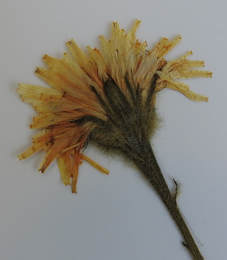 Scorzoneroides autumnalis - syysmaitiaisen muunnoksella pörrösyysmaitiaisella, var. keretina, kehto on tiheästi kellertävän tai ruskehtavan pitkä- ja kähäräkarvainen. Suomessa muunnos kasvaa pohjoisessa lähinnä rannoilla, niityillä ja pientareilla. Norja, Tr, Troms, Kvænangen, Sørstraumen, salmen itäranta maantien E 6 sillan pohjoispuolella, kivikkoinen merenranta ja rantaniitty, 15.7.2002. Kuva näytteestä copyright Hannu Kämäräinen.