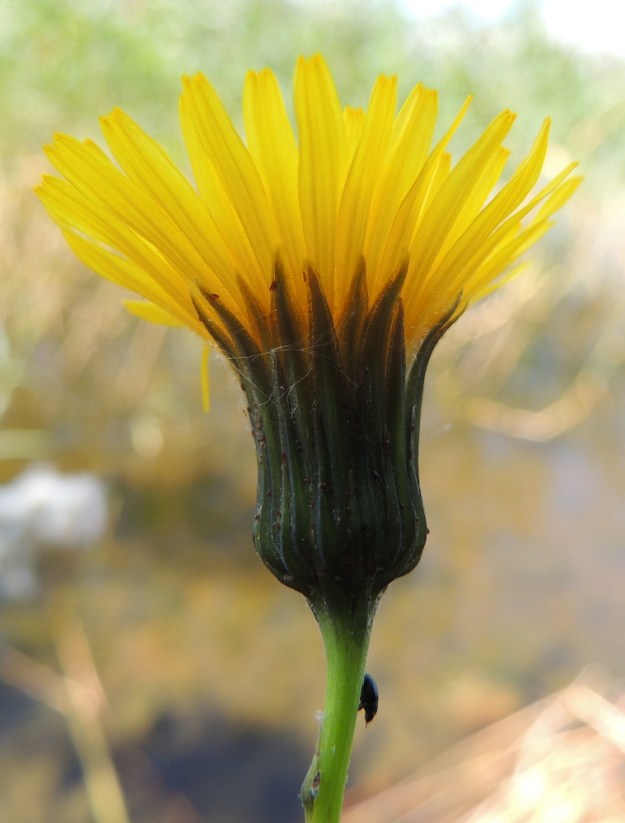 Sonchus arvensis - peltovalvatin muunnoksen, rikkapeltovalvatin, kehtosuomut ja mykeröperä ovat muodolla f. laevipes kaljut tai lähes kaljut. Kuvan mykerössäkin sisimpien kehtosuomujen kärkiosaa kiertää hyvin lyhyt- ja vaaleakarvainen reunus. Muuntelevuutta ilmentävät myös kehtosuomuissa näkyvät pienet, pulleat ja tummat eritenystyt. V, Lohja, Lohjanjärven itäranta, Haikari, Haikarinniemen pään kapea kärki, lounaisranta lähellä vesirajaa, 3.8.2013. Copyright Hannu Kämäräinen.
