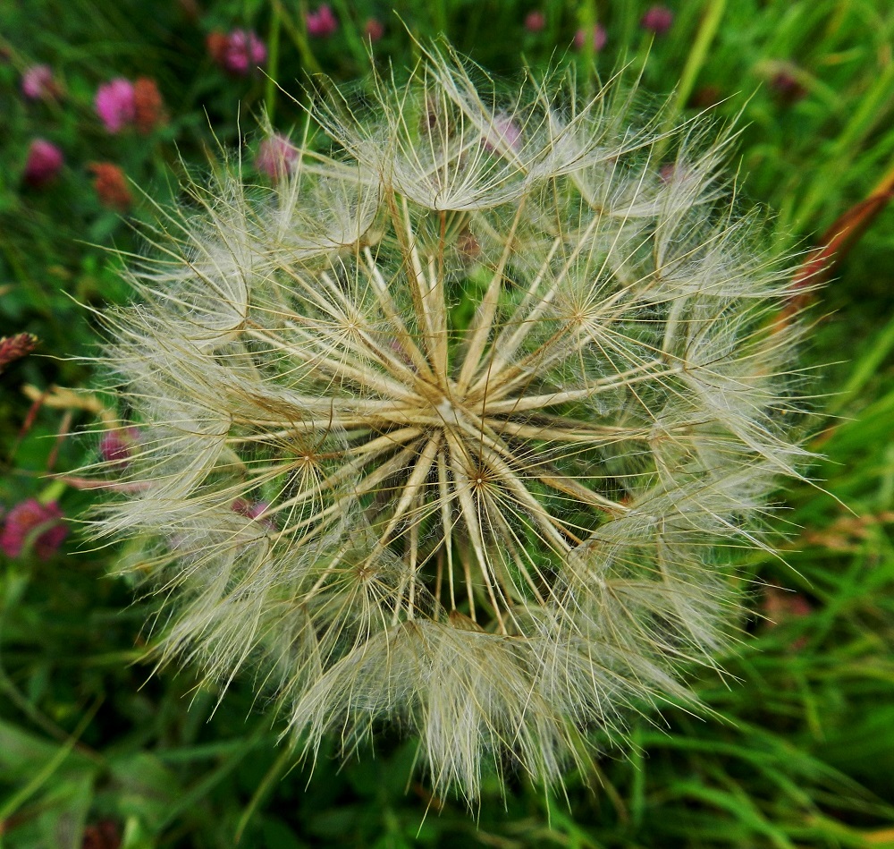 Tragopogon pratensis - piennarpukinparran hedelmistön kypsyttyä se avautuu vielä kerran haiven- ja pähkyläpalloksi. Pähkylöiden väri vaihtelee ja voi olla kellertävä tai kuvan tavoin lähes luunvalkoinen. EH, Hämeenlinna, Vuorentaka, Marrsitien varsi lähellä Ässälän tienhaaraa, 4.7.2011. Copyright Hannu Kämäräinen.