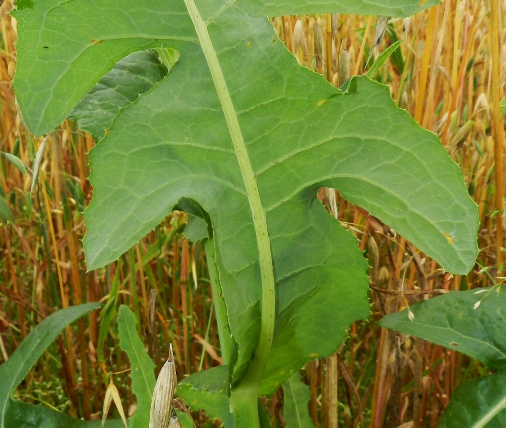 Sonchus arvensis - peltovalvatin lehdet ovat molemmin puolin kaljut ja vihreät tai sinivihreät. Kärki- ja tyviosa sekä sivuliuskat ovat nirhalaitaiset ja laidoiltaan otahampaiset. EH, Hämeenlinna, Luolaja, Aleksis Kiven kadun varren kaurapellon laide Luolajantien risteyksen kaakkoispuolella, 1.9.2012. Copyright Hannu Kämäräinen.