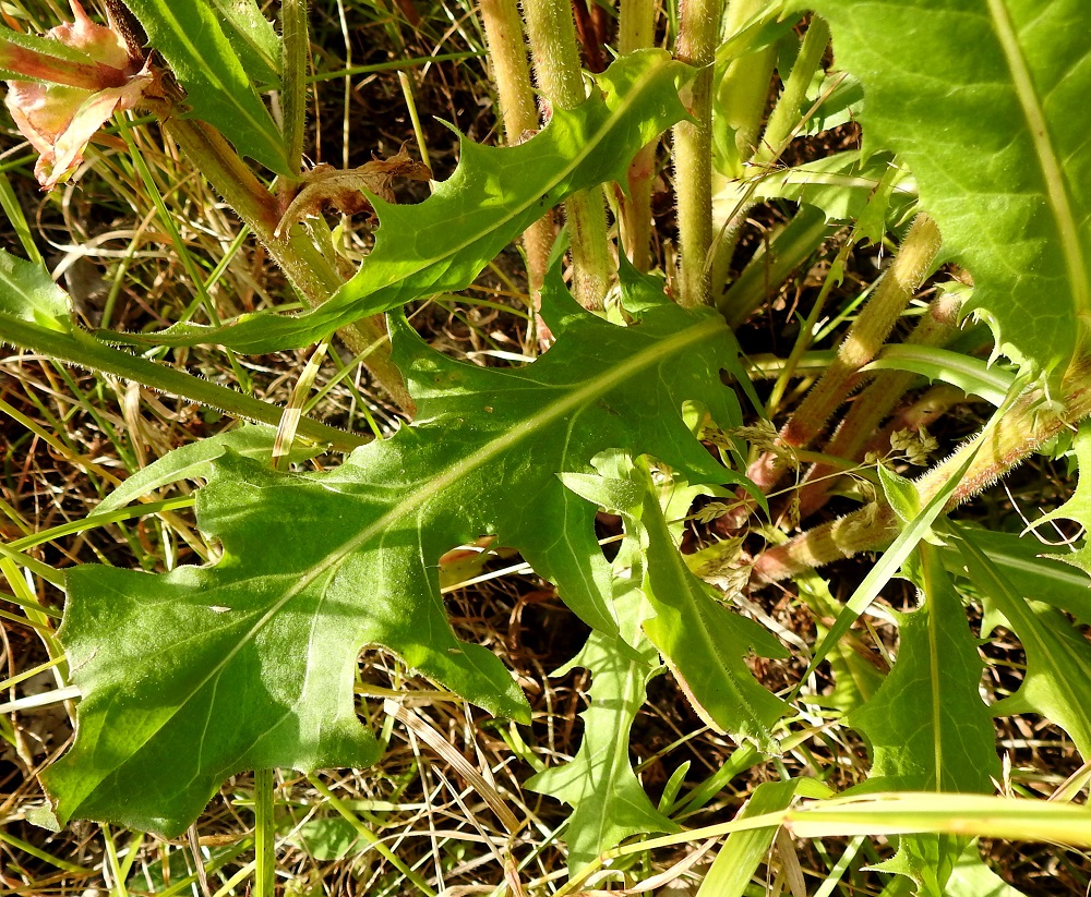 Cichorium intybus - (hyöty)sikurin tyvilehtien ja varren alaosan lehtien lapa on lähinnä kapeahkon vastapuikea ja syvemmin tai matalammin pariliuskainen. Varret voivat olla kaljut tai etenkin alaosastaan karheakarvaiset. U, Helsinki, Laajasalo, Gunillantien varsi Tahvonlahden koulun kohdalla, sorapohjainen tienlaitaniitty tien ja kallioalueen välissä, 15.7.2019. Copyright Hannu Kämäräinen.