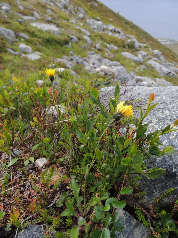 Hieracium alpinum - tunturikeltano on Suomessa alkuperäinen ja nimensä mukaisesti pohjoinen laji. Yleisehkö se on Enontekiön Lapin ja Inarin Lapin eliömaakunnissa, harvinainen Kittilän Lapin ja Sompion Lapin eliömaakunnissa sekä erittäin harvinainen Koillismaan eliömaakunnassa. Kuvassa ovat seuralaisina mm. (taiga)juolukka, Vaccinium uliginosum, (musta)variksenmarja, Empetrum nigrum ja vaivaiskoivu, Betula nana. EnL, Enontekiö, Kilpisjärvi, Saanan pitkä ja loivahko luoteisrinne, tunturipaljakka laelle nousevan reitin länsipuolella, 690 m mpy, 16.7.2013. Copyright Hannu Kämäräinen.