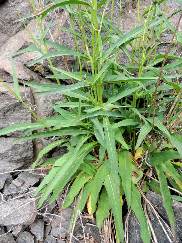 Hieracium sect. Oreadea - kalliokeltanoiden ruusuke- ja varsilehdet eivät malliltaan paljonkaan poikkea toisistaan ainakaan kuvassa olevalla tummakalliokeltanolla. Ruusukelehdet ovat ruodilliset ja varsilehdet ruodittomat. Lehtien yleisväri on kalliokeltanoilla vihreä tai sinivihreä. 13.6.2014. Copyright Hannu Kämäräinen.