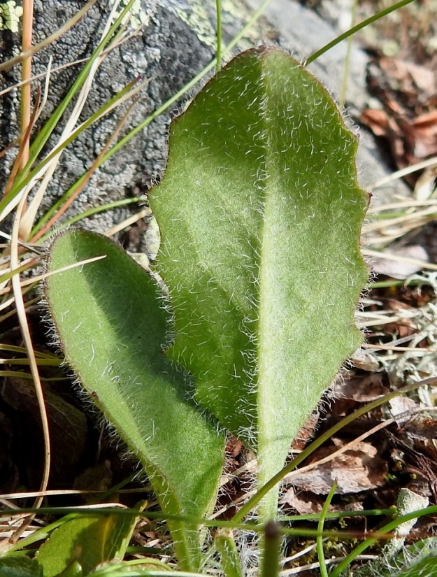 Hieracium sect. Subalpina - mustakeltanoiden ruusukelehdet ovat yleensä hampaiset, molemmin puolin vihreät tai harmaanvihreät ja hapsikarvaiset sekä vaihtelevasti nystykarvaiset ja toisinaan alapinnalta myös tähtikarvaiset. Kuvassa olevissa lehdissä ei nystykarvoja ole. EnL, Enontekiö, Kilpisjärvi, Saanan koillispuoli, Saanajärven luoteispäässä oleva harjannealue, järvestä nouseva alarinne, 695 m mpy, 18.7.2023. Copyright Hannu Kämäräinen.
