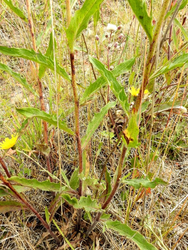 Hieracium sect. Tridentata - tankikeltanoilta puuttuu usein aluslehtiruusuke, ja kukintavaiheessa myös alimmat varsilehdet ovat yleensä jo lakastuneet. Varsilehdet ovat kierteisesti, ja niitä on lajista riippuen runsaahkosti sekä tasaisesti pitkin vartta tai niukemmin ja varren alapuoliskoon keskittyen. Lehdet ovat ruodittomat tai hyvin lyhytruotiset. Lehtilapa on suikea, kapeanpuikea tai kapean vastapuikea, kiilatyvinen ja suipon teräväkärkinen. Se on ylimpiä, kukintohaarojen hankalehtinä toimivia varsilehtiä lukuun ottamatta yleensä noin 5-17 cm pitkä ja leveimmältä kohtaa noin 1-3,5 cm leveä. A, Sund, Bomarsund, Notviksbasenin kallioniemi, Notvikstornet, tykkitorniraunion ympäristö, 13.7.2017. Copyright Hannu Kämäräinen.