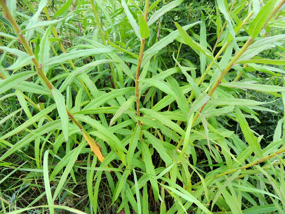 Hieracium umbellatum - sarjakeltanolla ei ole aluslehtiruusuketta. Varsilehtiä on paljon ja ne ovat varrella kierteisesti. Alimmat lehdet ovat hyvin lyhytruotiset ja usein kukintavaiheessa jo lakastuneet. Muut lehdet ovat ruodittomat. Lehtilapa on lähinnä suikea tai lähes tasasoukka, suippokärkinen ja kapenevatyvinen. Se on noin 2-10 cm pitkä ja leveimmältä kohtaa noin 0,3-2 cm leveä. EH, Pälkäne, Äimälä, Äimäläntien ojanpenkka Ruotsilan tilan luoteispuolisen peltoaukean kohdalla, 24.7.2013. Copyright Hannu Kämäräinen.