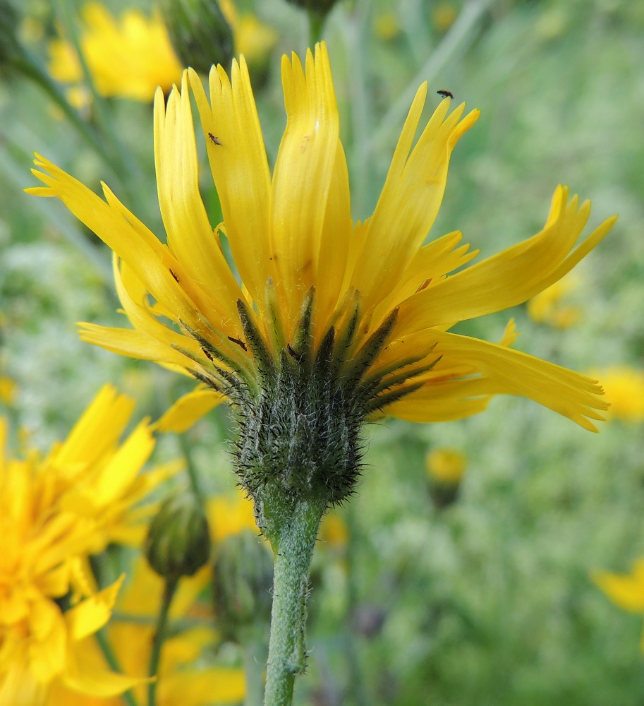 Hieracium sect. Vulgata - ahokeltanoiden mykerön uloimman kerroksen muodostavat pienet, kapeat ylälehdet eli kehtosuomut, jotka ympäröivät useana tiiviinä, lomittaisena ja erimittaisena rivinä varsinaista kukintoa. Kehtosuomut ovat lähinnä kapeanpuikeat tai kapean kolmiomaiset, suippokärkiset ja eriasteisen vihreät sekä tavallisesti noin 4-11 mm pitkät ja noin 1-1,5 mm leveät. Suomut ja mykeröperä ovat lajista riippuen vaihtelevin kombinaatioin ja runsaussuhtein nysty-, hapsi- ja tähtikarvaiset. Kehdon karvoitus on kaiken kaikkiaan hyvin olennainen ryhmän lajeja määrittävä tekijä. ES, Imatra, Vuoksenniska, Kaukopää, Kolmen ristin kirkon kohdalla, Ruokolahdentien varressa oleva niittymäinen kenttäalue, 9.7.2015. Kuvassa on piennarahokeltano, H. vulgatum. Määrityksen on tehnyt näytteestä Alexander Sennikov 2015. Copyright Hannu Kämäräinen.