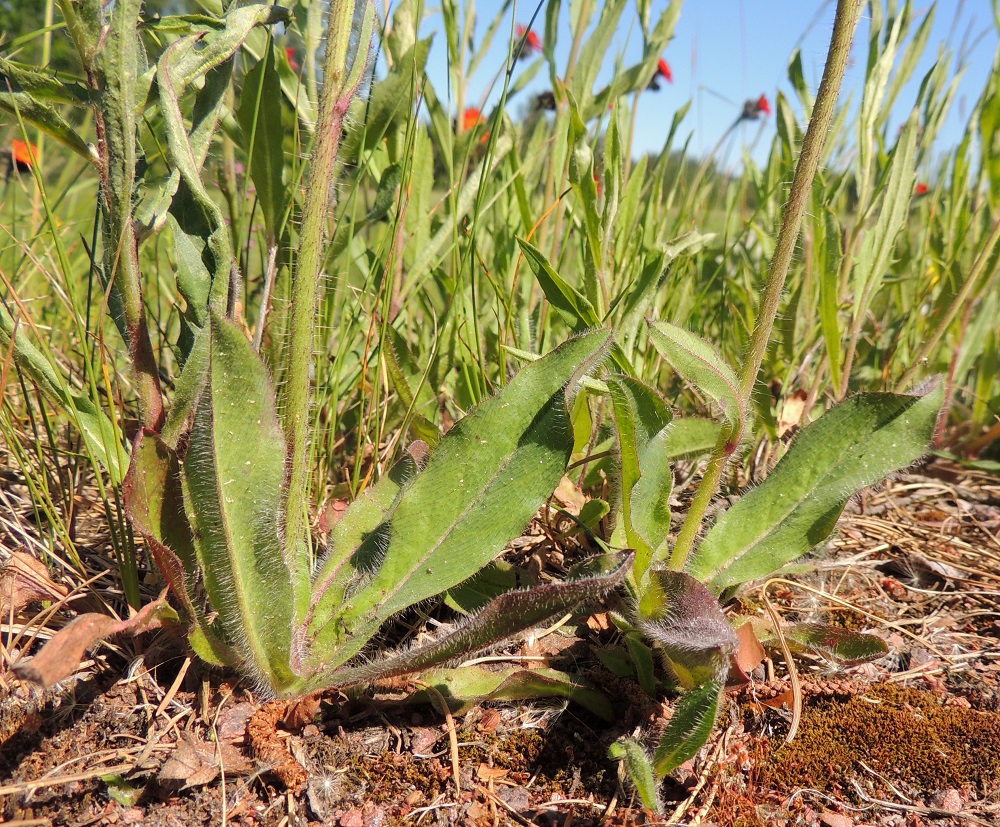 Pilosella aurantiaca - oranssivoikeltanon ruusukelehdet ovat kapean vastapuikeat, ehyet ja ehytlaitaiset, reunoiltaan aaltoilevat ja suippo- tai tylppäkärkiset. Ne kapenevat niin tasaisesti siipipalteiseksi tyveksi, että lyhyttä ruotiosuutta on mahdoton erottaa. Lehdet ovat tavallisesti noin 5-14(-16) cm pitkät ja leveimmältä kohtaa noin 1-2,5(-3) cm leveät. Tyvellä on usein ohuita, lehdekkäitä pintarönsyjä. Kuvassa rönsylehtiä on näkyvillä oikeanpuoleisen ruusukkeen edessä. A, Vårdö, Sandö, Björkäng, Sandövägen-maantien laide, 10.6.2014. Copyright Hannu Kämäräinen.