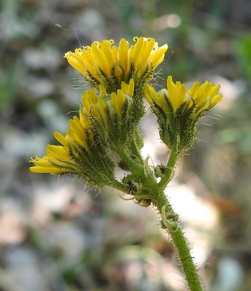Pilosella Cauligera -ryhmä - hiirenvoikeltanoiden mykeröperä on useimmiten noin 2-10 mm pitkä, ja sen tyvellä on suikea tai kapean kolmiomainen, suomumainen tukilehti, joka on noin 2-4 mm pitkä ja tyveltään enintään noin 1 mm leveä. Varren yläosa, kukintohaarat ja mykeröperät tukilehtineen ovat vaihtelevasti hapsi-, nysty- ja tähtikarvaiset. EH, Kouvola, Kuusankoski, Voikkaa, Sikomäki, Voikkaantien varressa oleva Lapinmäen kallioinen mäkialue, lounaislaita, 9.6.2018. Copyright Hannu Kämäräinen.